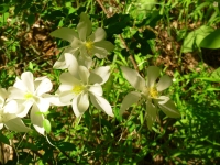 Columbine